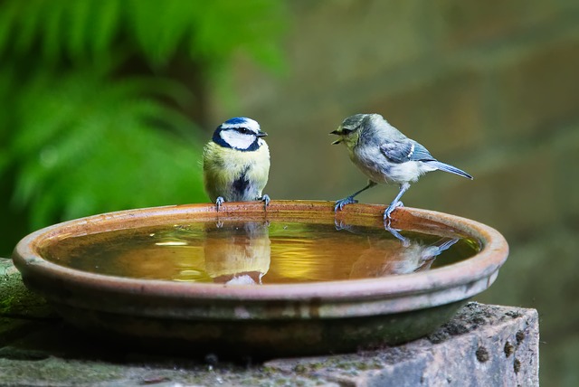 Bird Bath